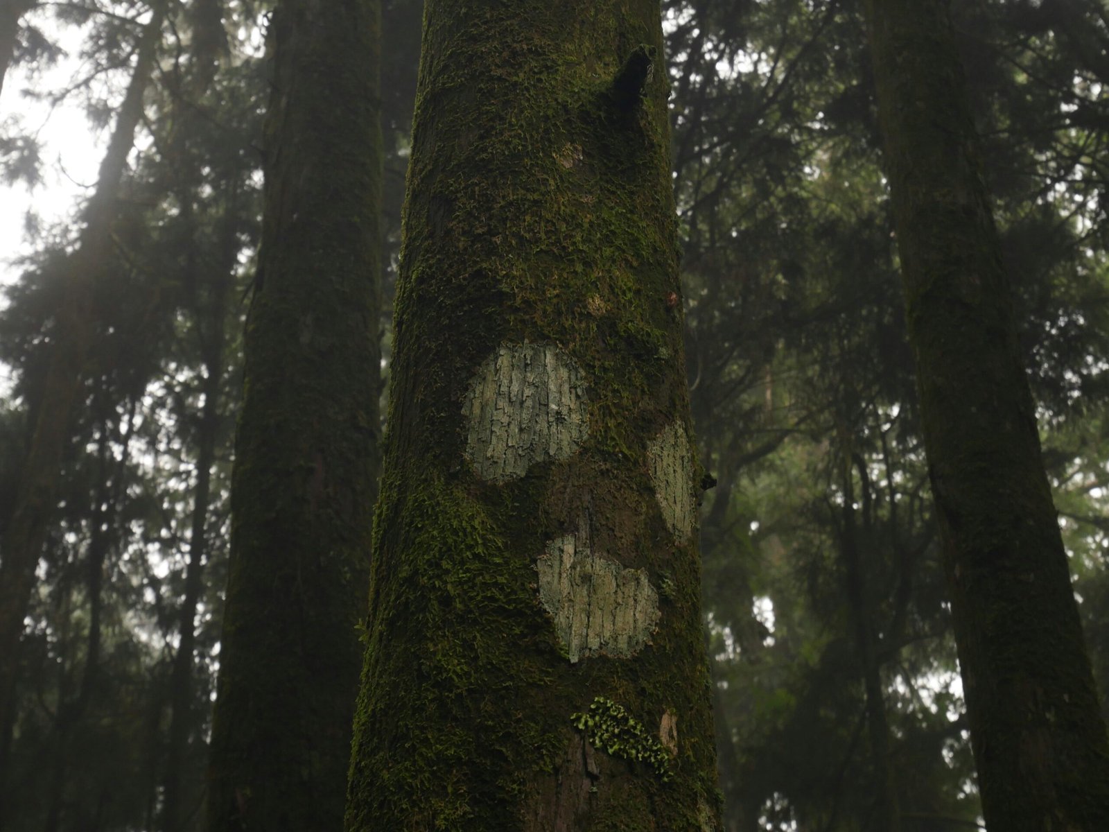 a moss covered tree in the middle of a forest